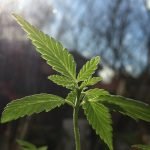 single cannabis leaf growing in the sun