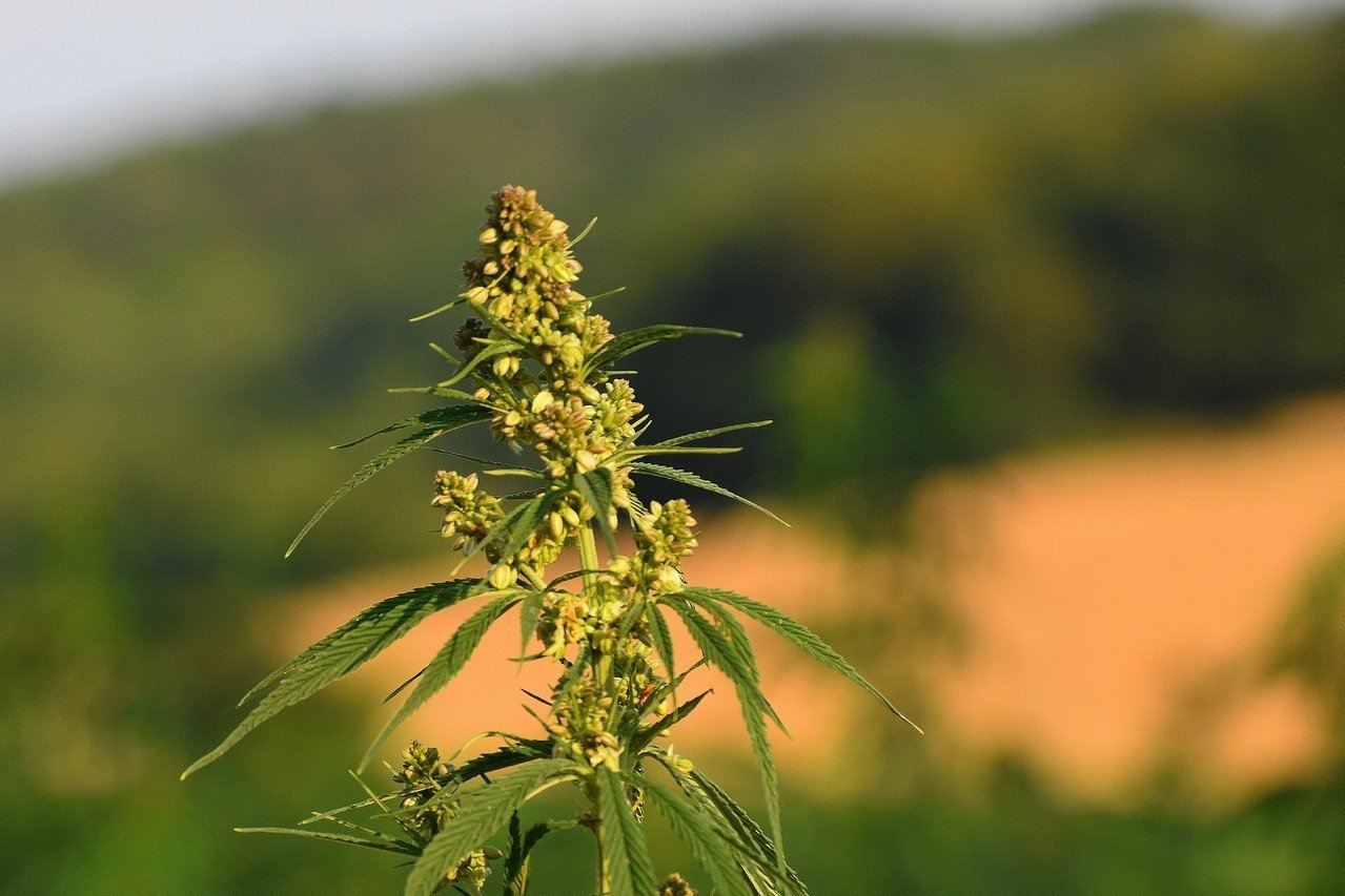 single cannabis plant growing with field backdrop