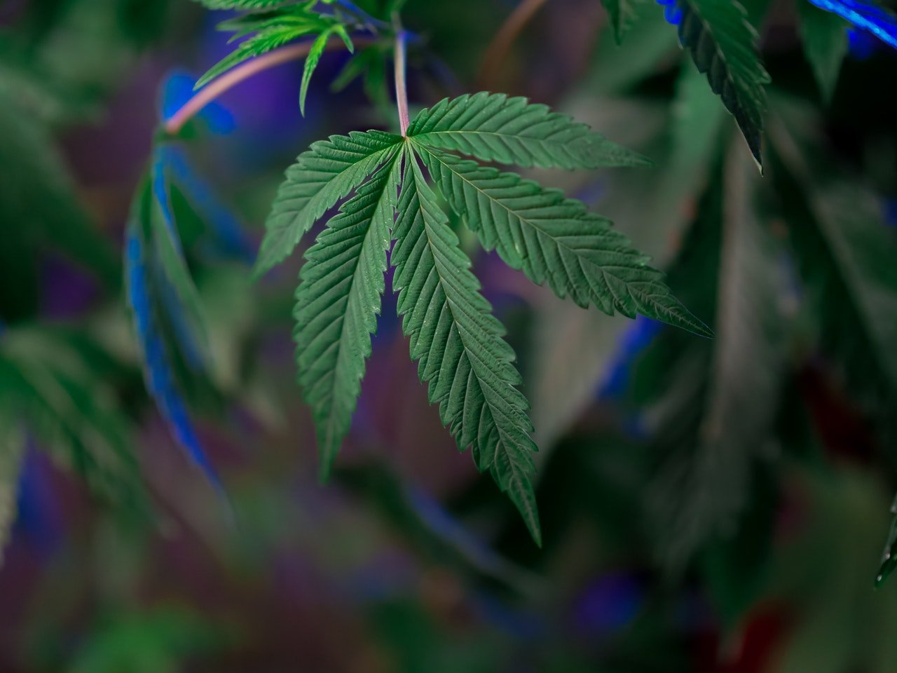 small cannabis leaf with blurry background