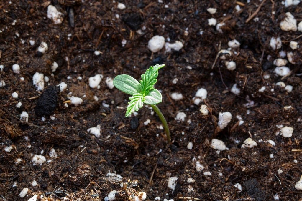tiny cannabis seedling in soil