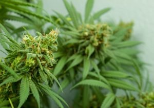 two yellow cannabis flowers on plant