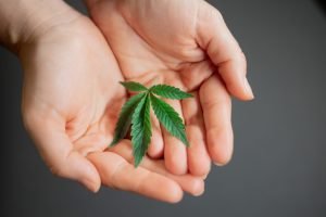 baby cannabis leaf in hands