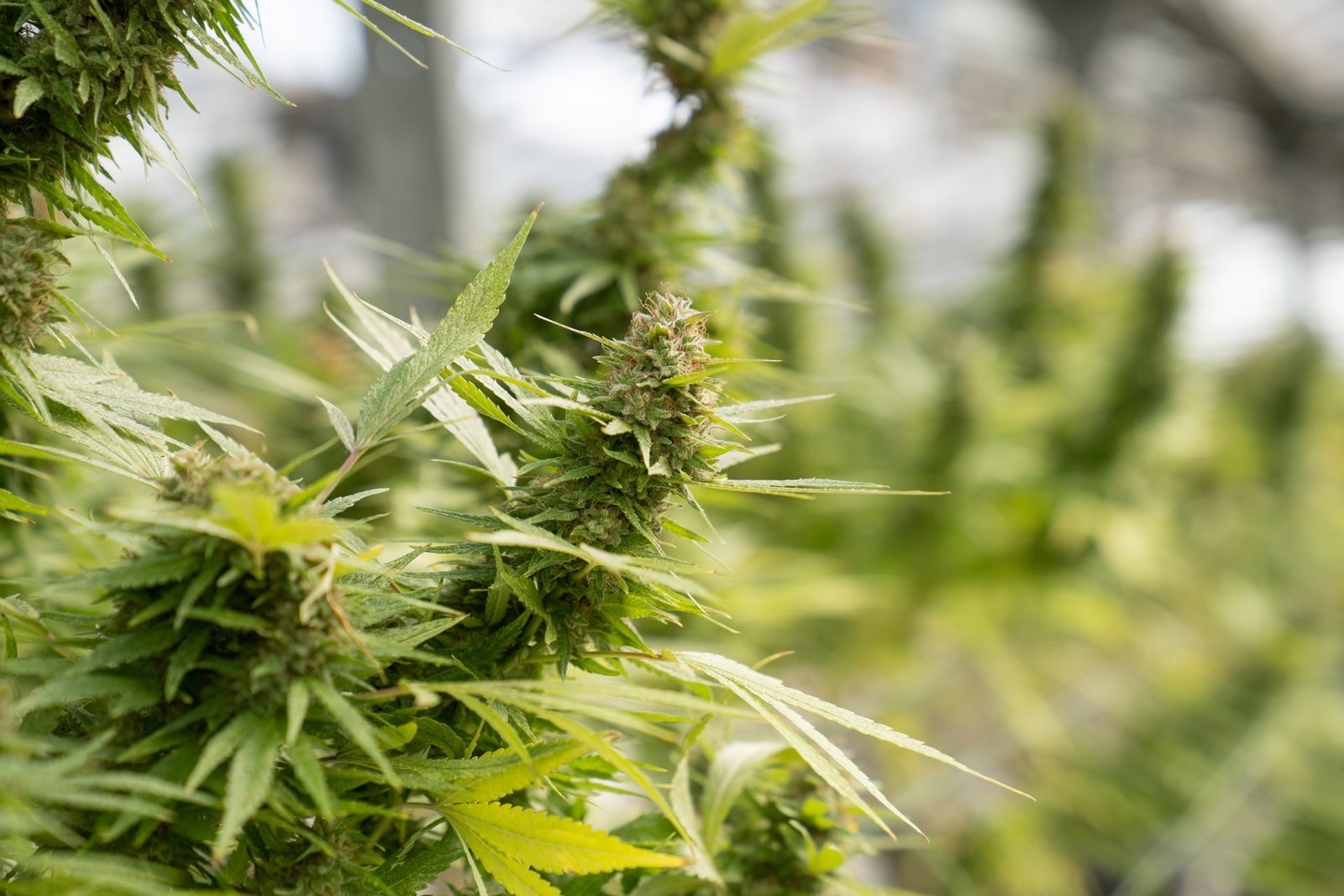 cannabis growing in geeenhouse