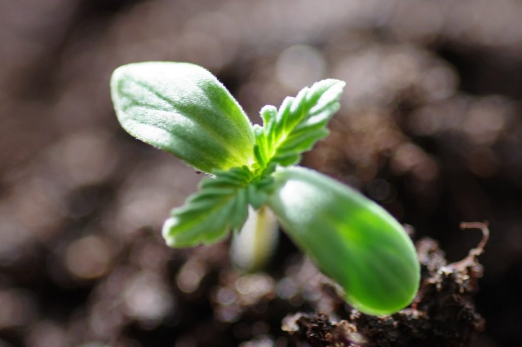 cannabis seedling sprouting in soil