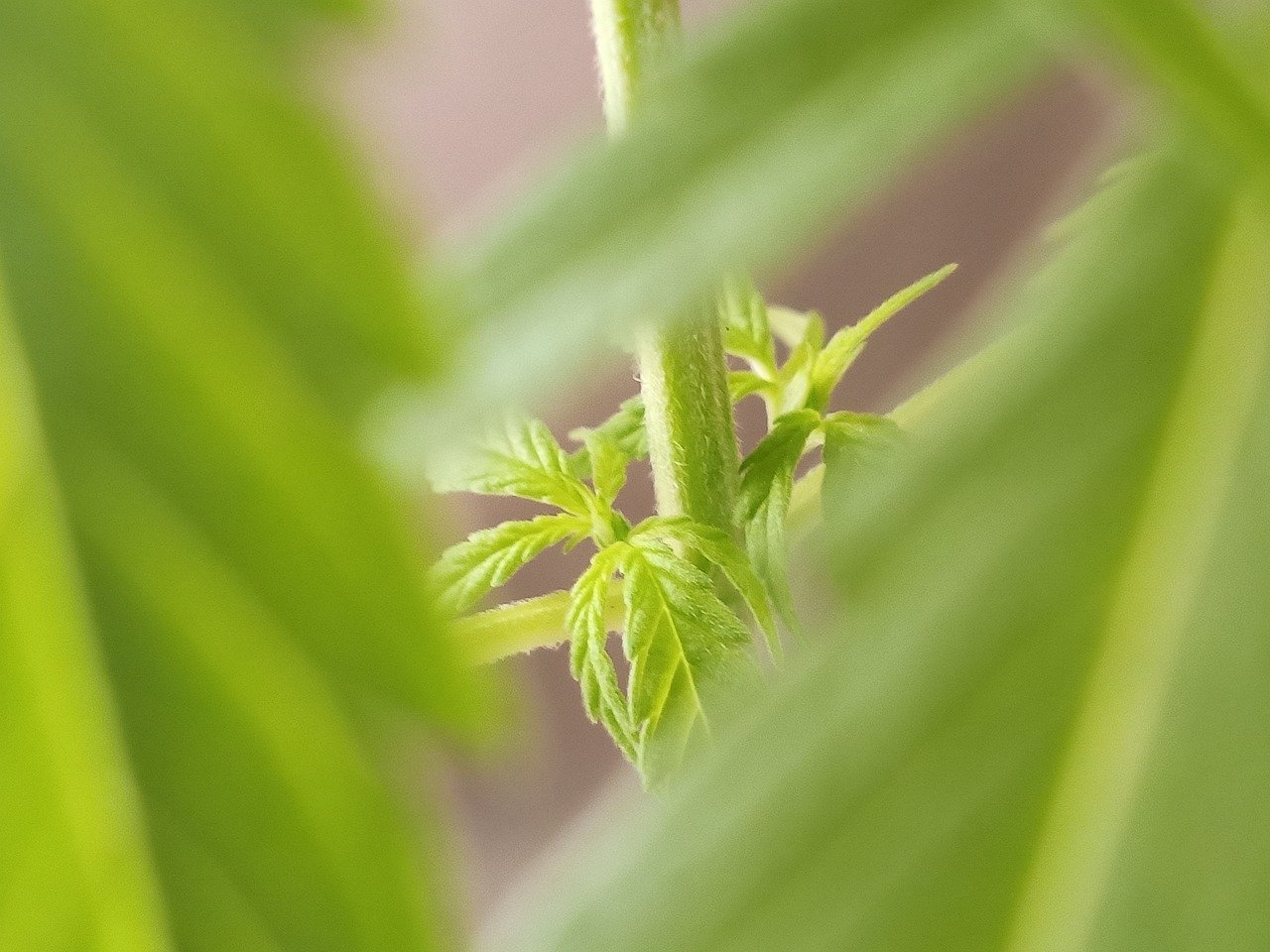 close up of cannabis plant stem