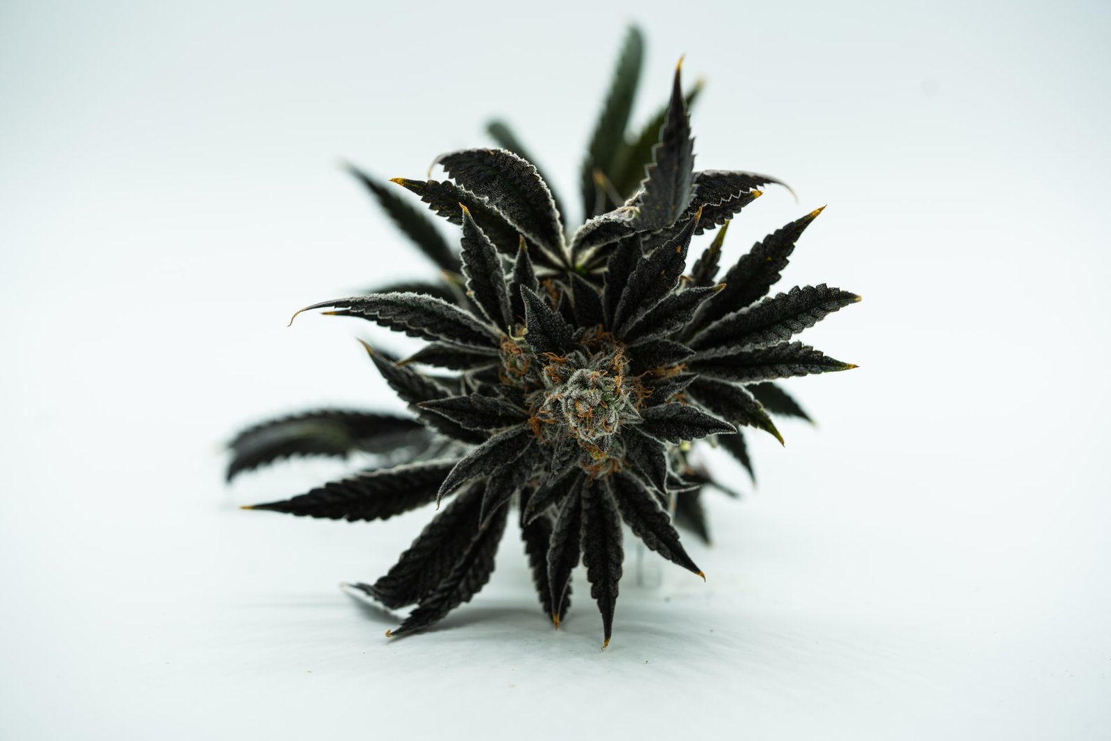 dark cannabis bud