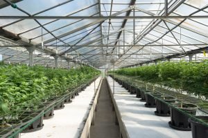 large greenhouse of cannabis plants