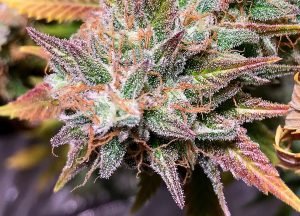 lots of crystals on cannabis flowers