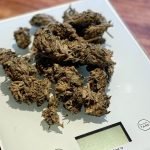 marijuana buds on scale