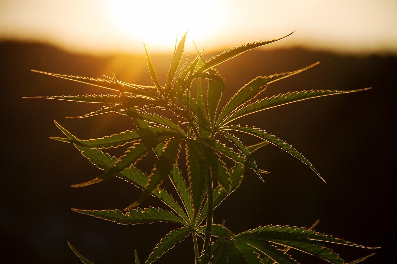 marijuana plant against sunset
