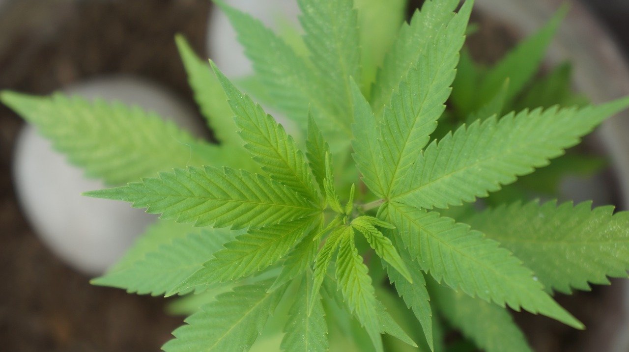 marijuana plant in pot