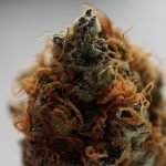 orange cannabis bud