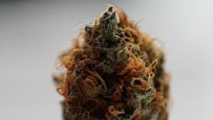 orange cannabis bud