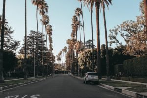 palm lined street LA