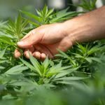 picking cannabis leaf