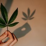shadow of cannabis leaf on wall