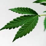 weed leaf white background