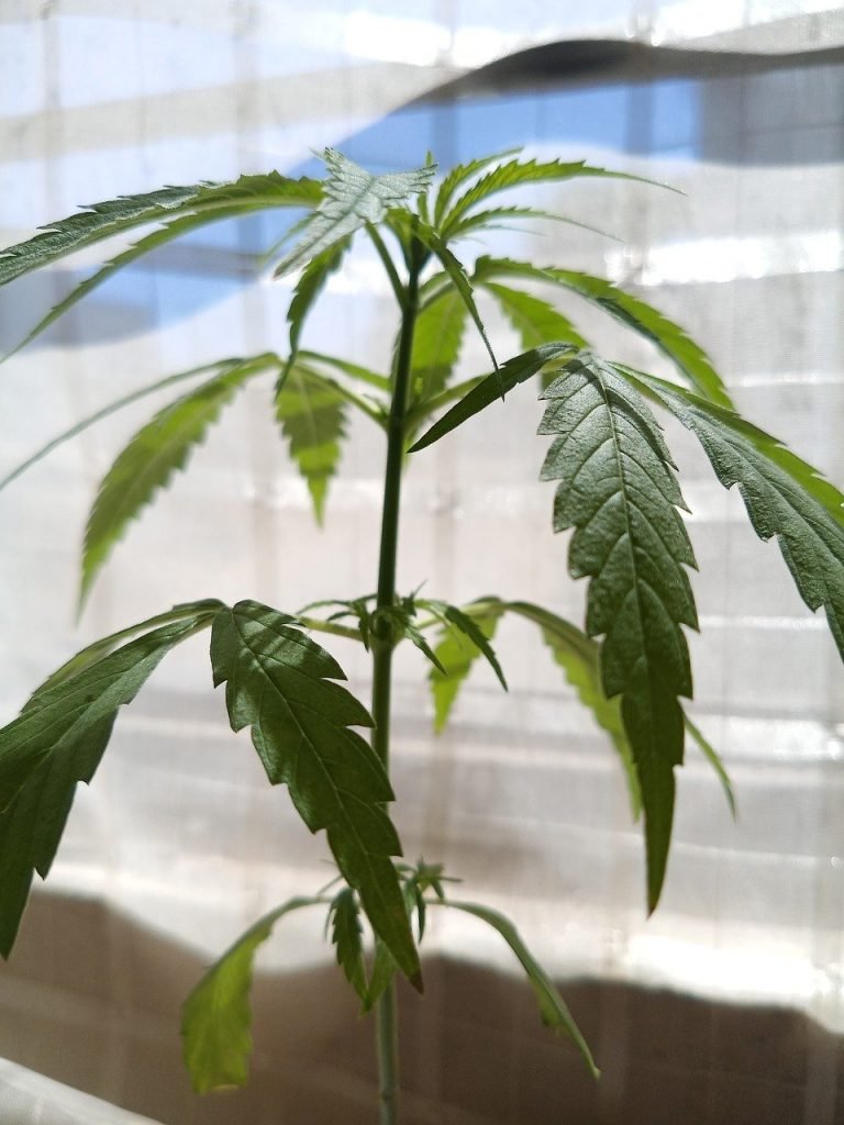weed plant next to window