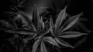 black and white cannabis plant