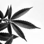 black cannabis leaf white backdrop