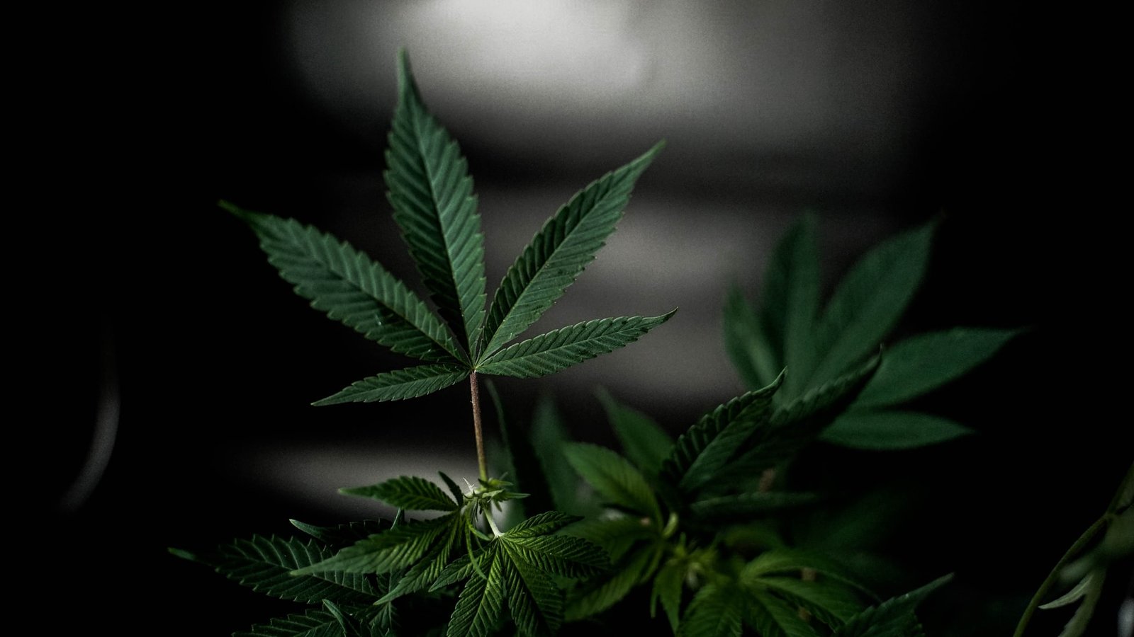 cannabis leaf dark backdrop