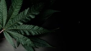 cannabis leaf in the dark