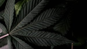 cannabis leaf in dark