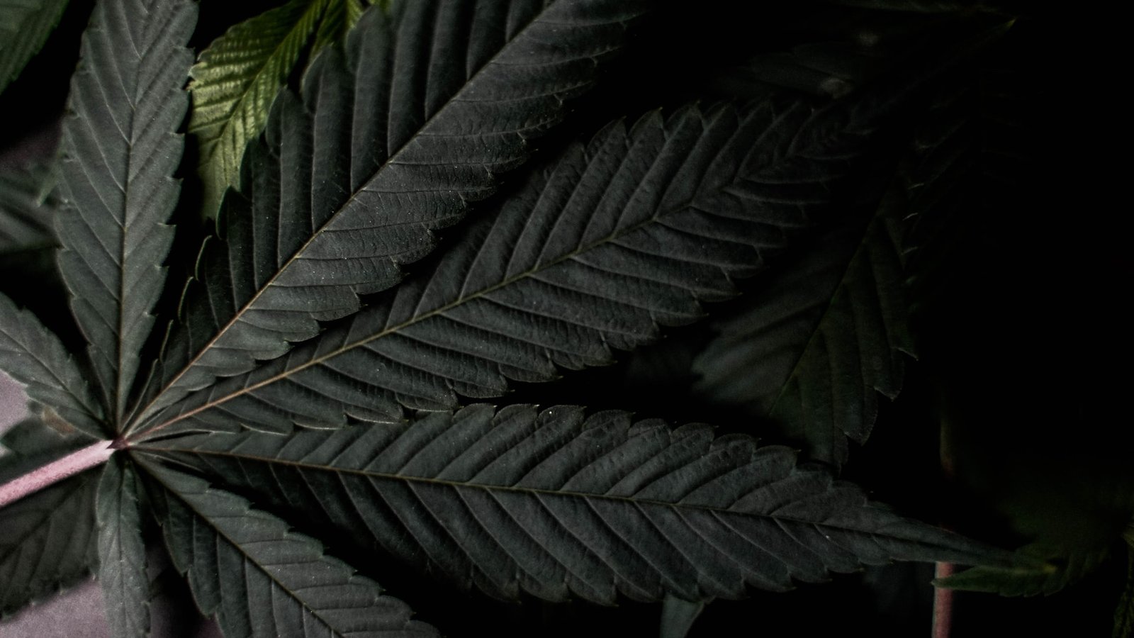 cannabis leaf in dark
