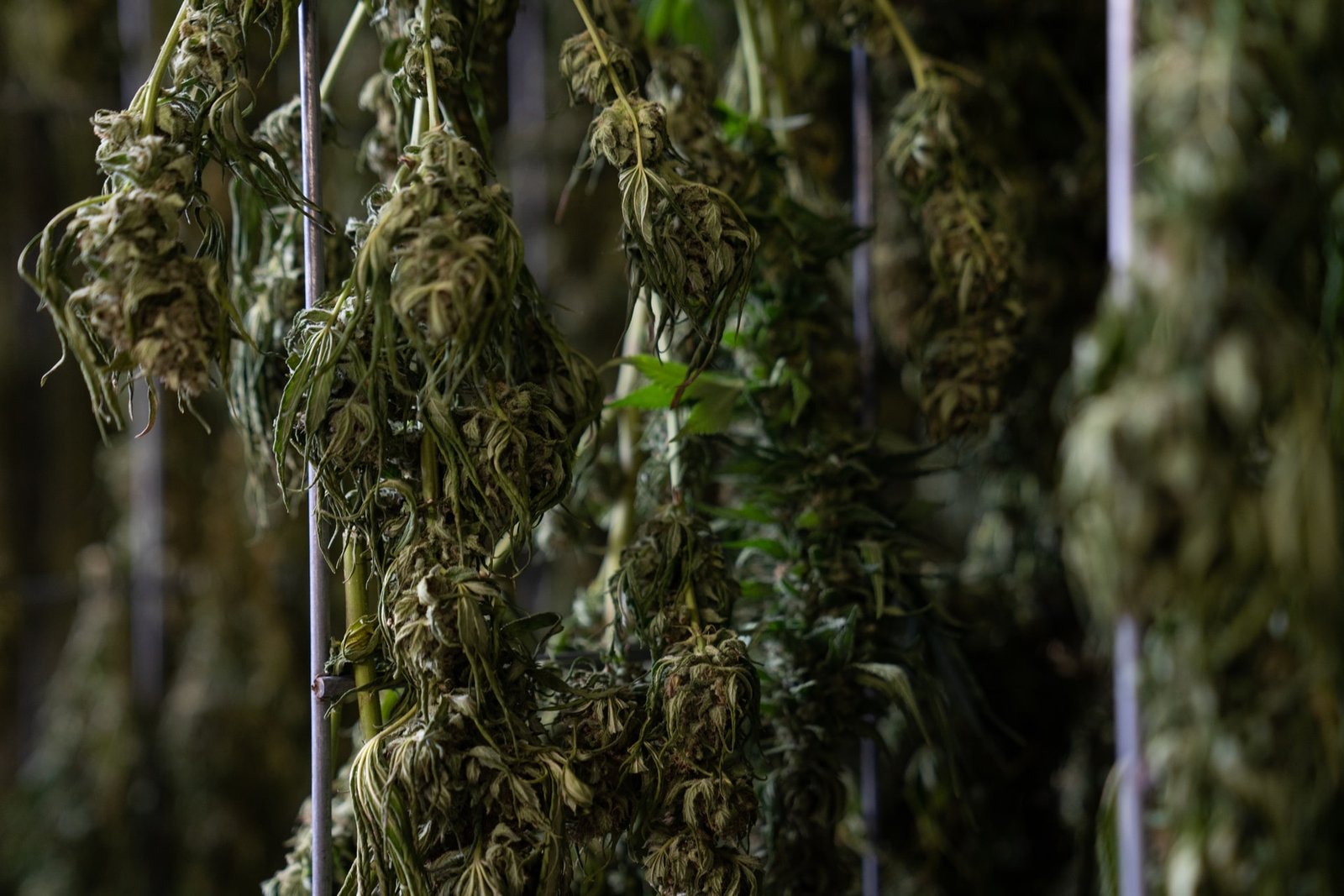 weed drying