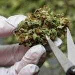 medicinal-cannabis-GMP-bundle
