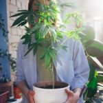 Cannabis-plant-scaled