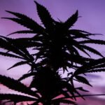 legalise-cannabis-in-australia-1024×614