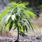 top-9-tips-growing-cannabis-outdoors-scaled