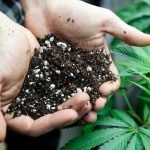 Hands-full-of-cannabis-soil-700px