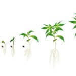 How_to_Grow_Cannabis
