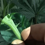 female-cannabis-plant-min-1