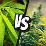 hemp-vs-marijuana-is-there-a-difference-311880-640×360