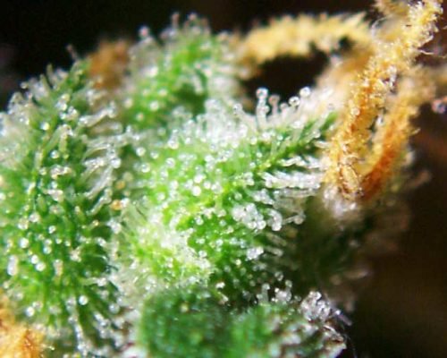 Cannabis_female_flowers_close-up
