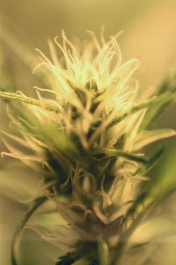 Cannabis_flowering northern lights