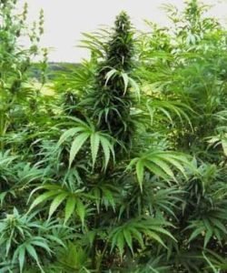 Cannabis_indica