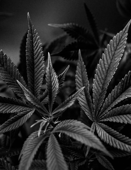 black and white cannabis plant