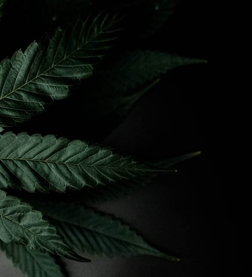 cannabis leaf in the dark