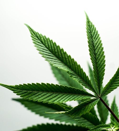 cannabis leaf white backdrop