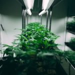cannabis vertical gardening