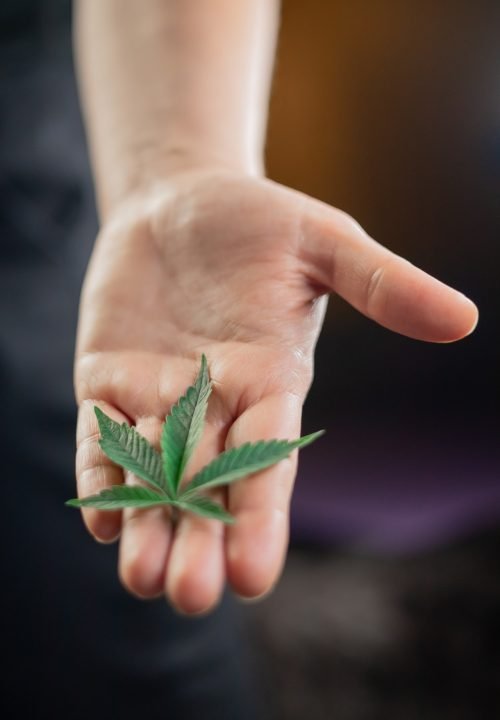 hand holding small weed leaf