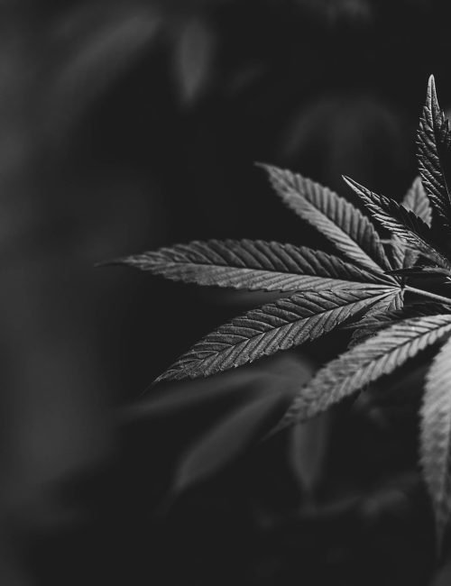 monohrome image cannabis leaves